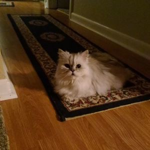 Meet your Posher, Tonya